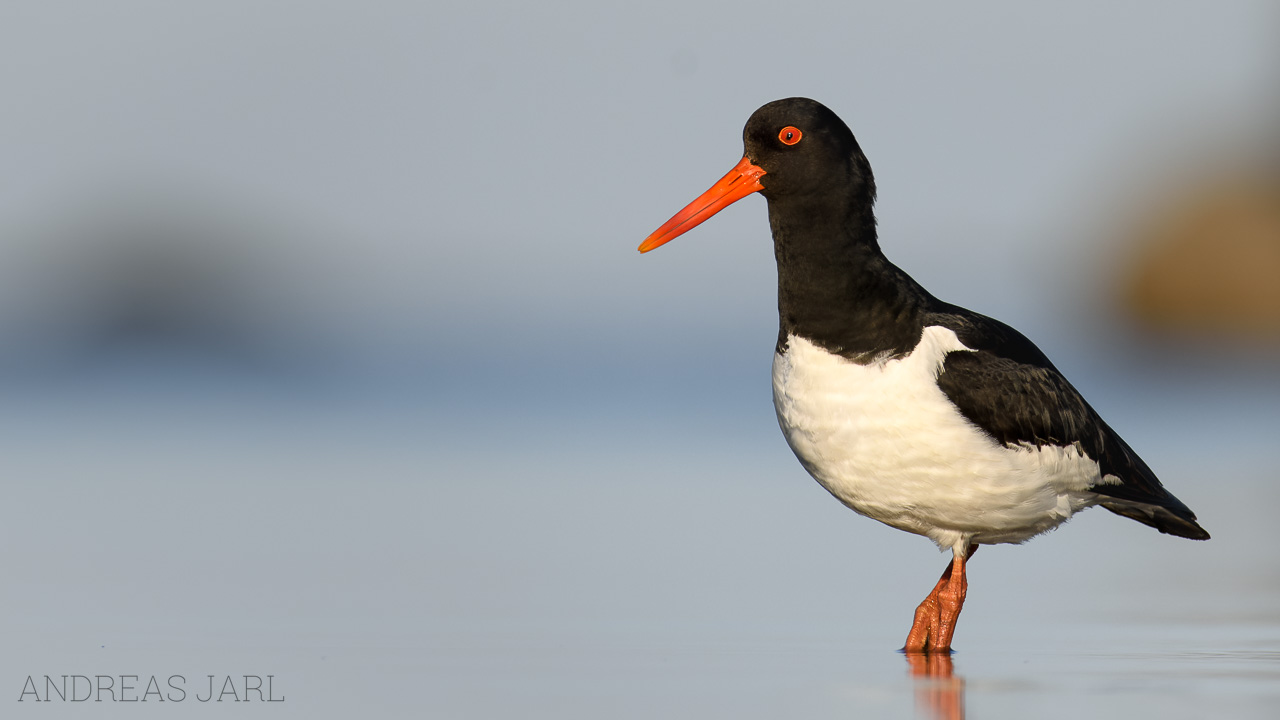 haematopus_ostralegus_4609_dxo