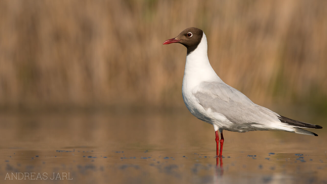 chroicocephalus_ridibundus_2282