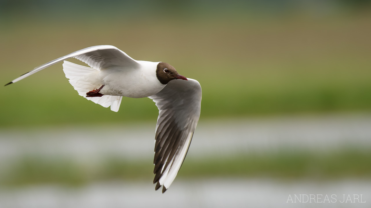 chroicocephalus_ridibundus_4688_dxo