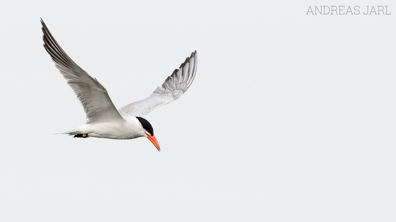 hydroprogne_caspia_4615_dxo