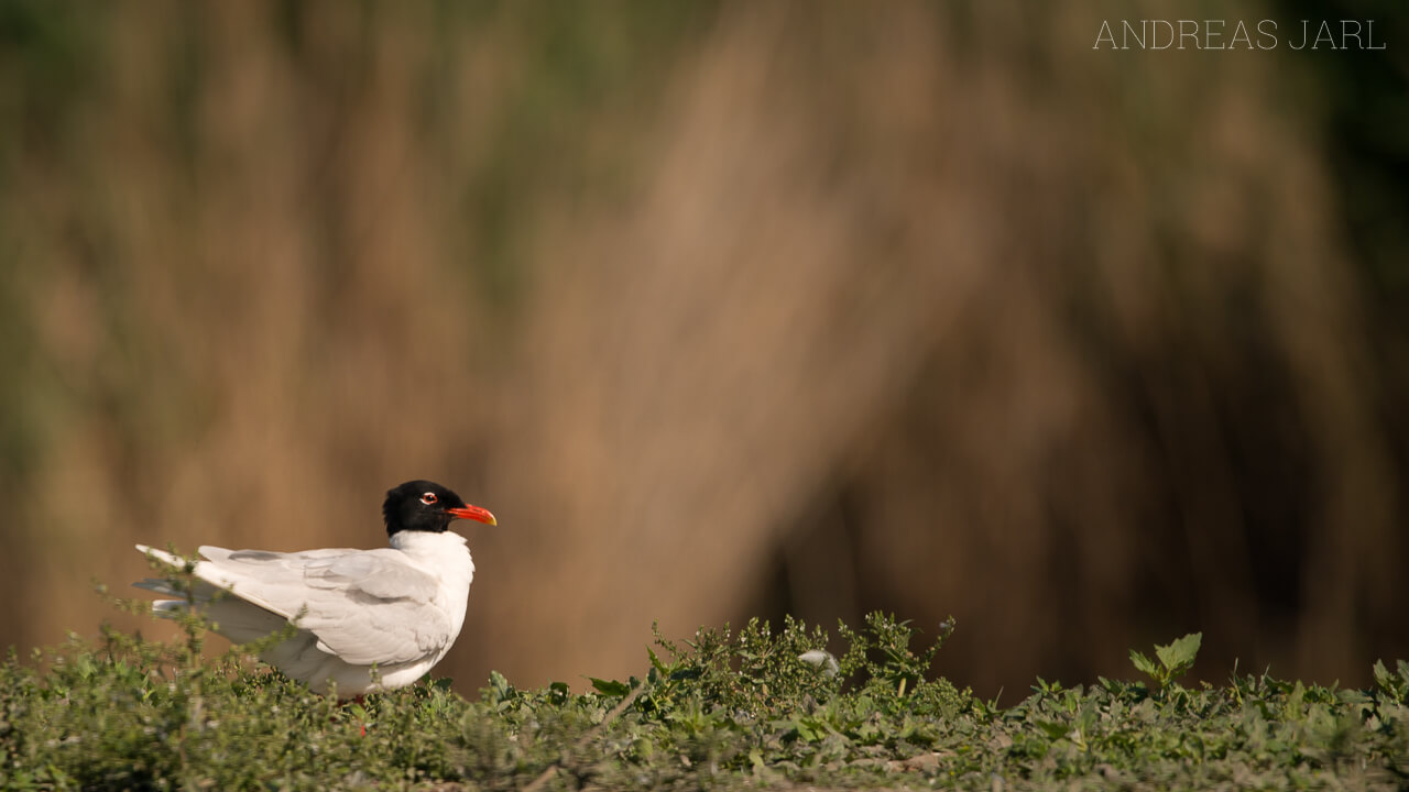 ichthyaetus_melanocephalus_2384