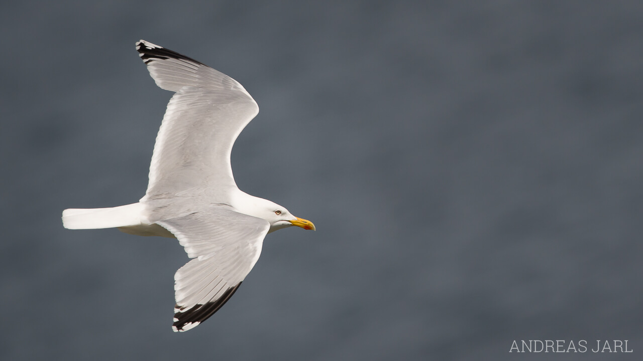 larus_argentatus_1764