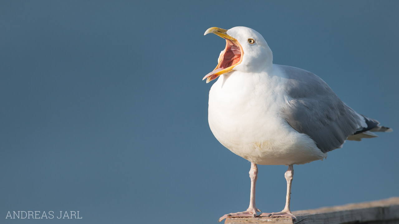 larus_argentatus_1827