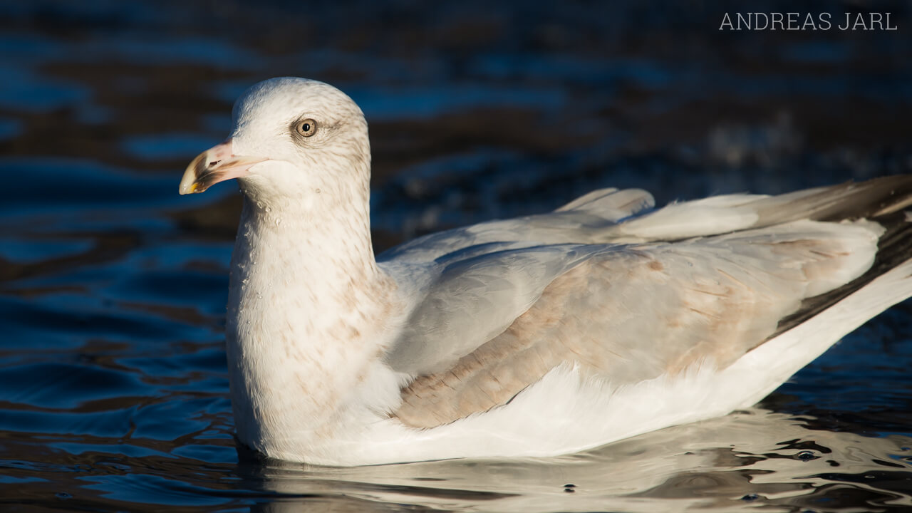 larus_argentatus_1971