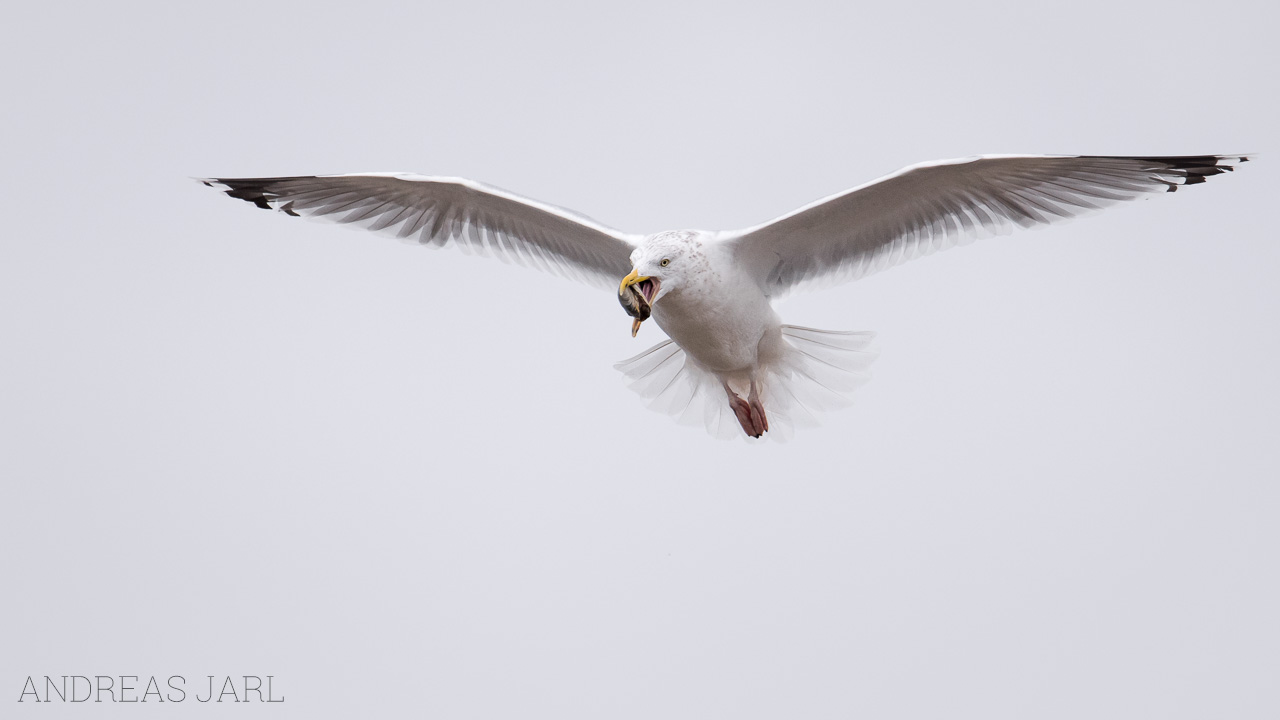 larus_argentatus_3177