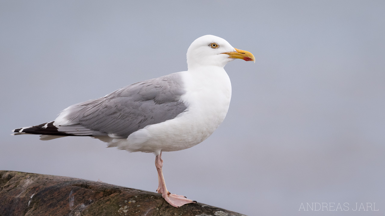 larus_argentatus_3648