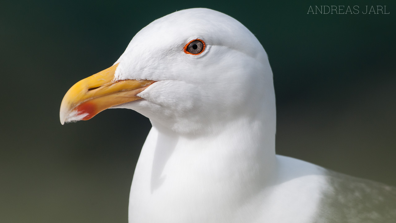 larus_argentatus_580