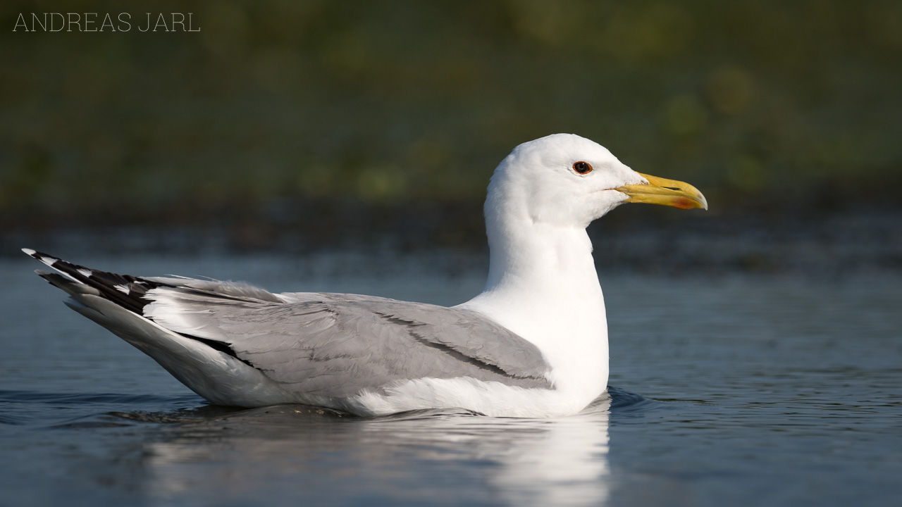 larus_cachinnans_3488