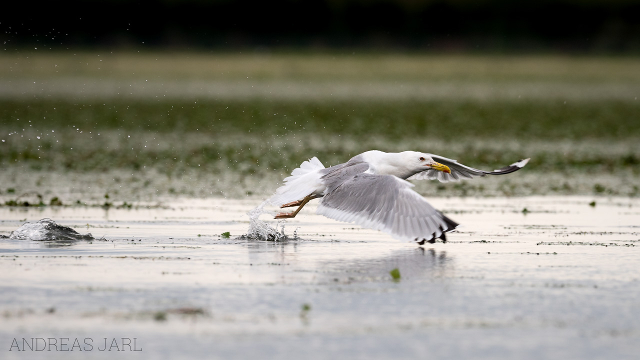 larus_cachinnans_3493