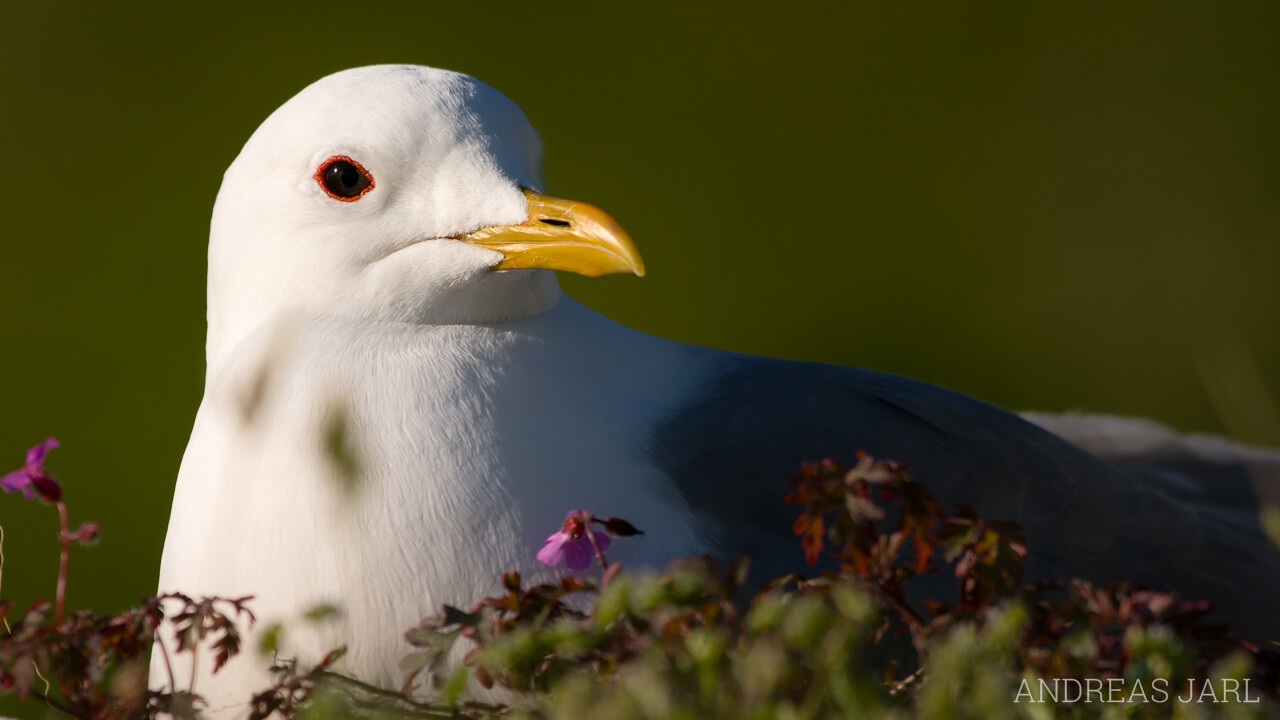 larus_canus_1751