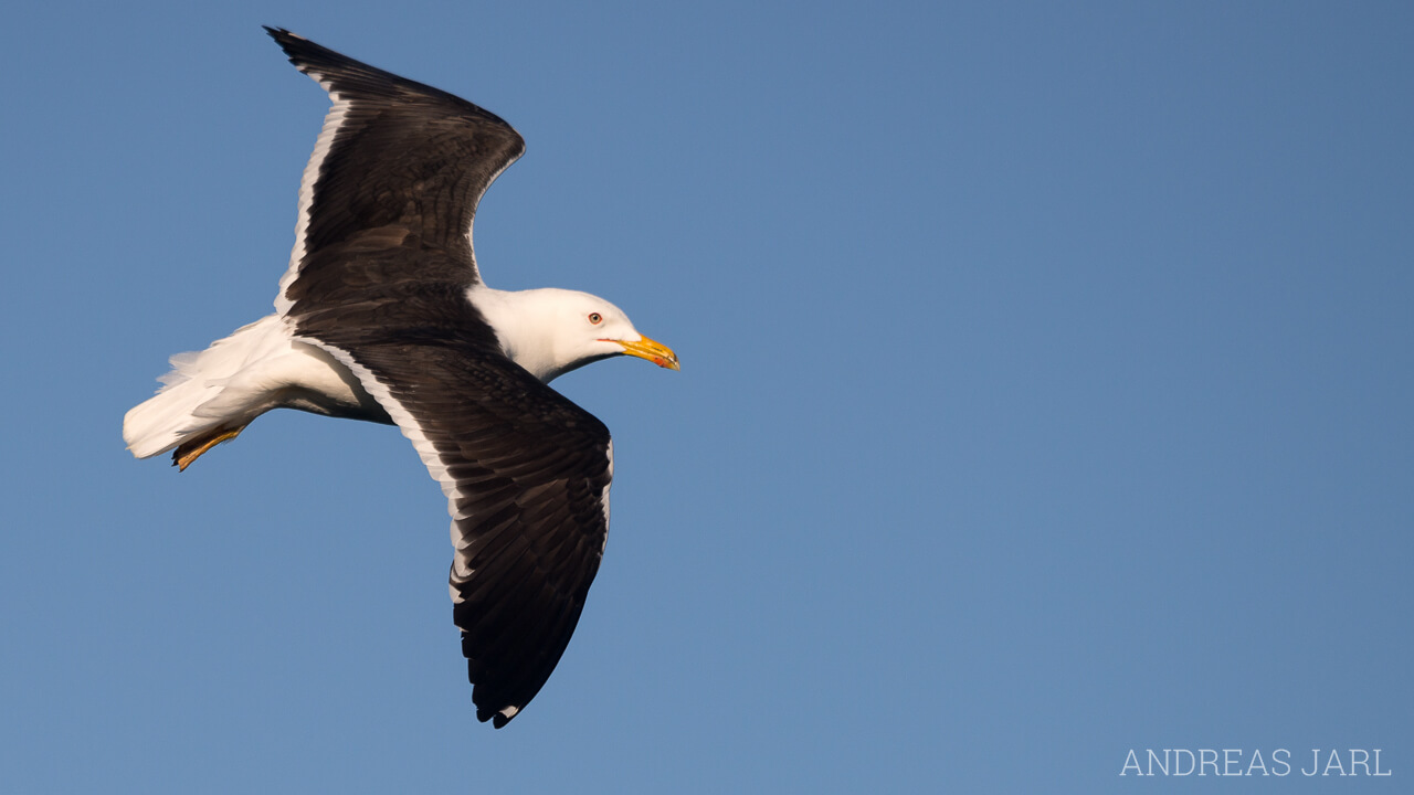 larus_fuscus_1739