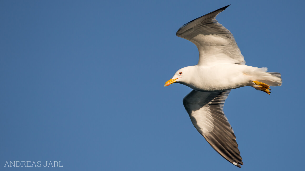 larus_fuscus_1740