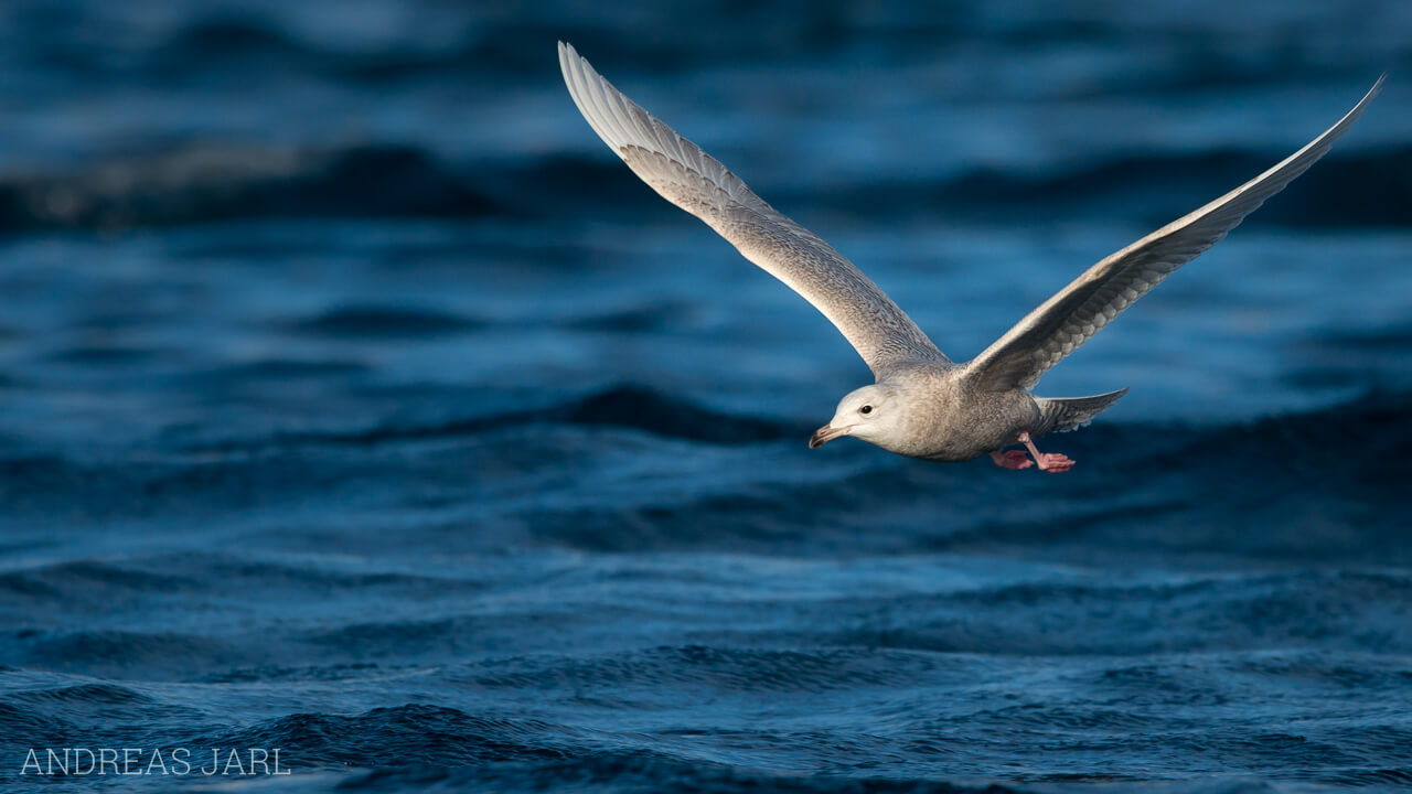 larus_glaucoides_1683