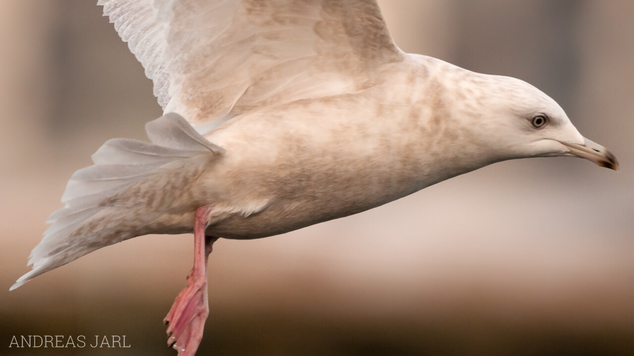 larus_glaucoides_416