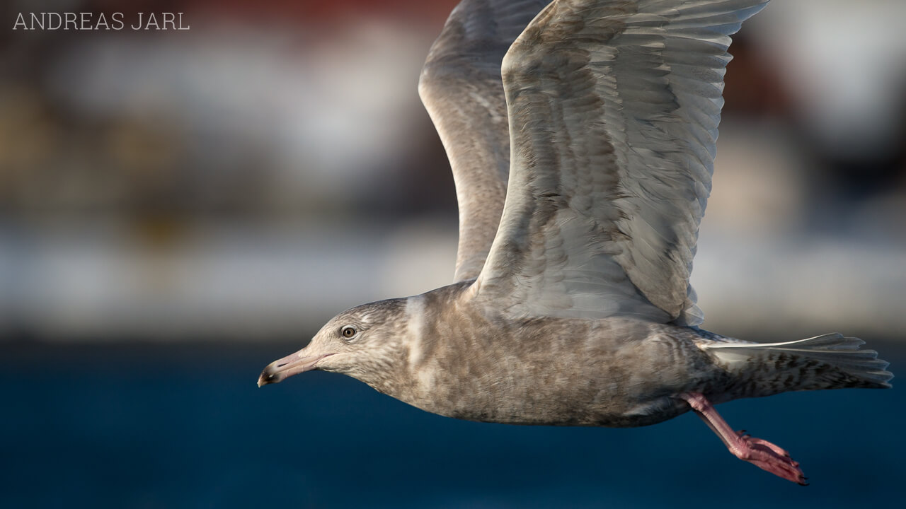 larus_hyperboreus_1607