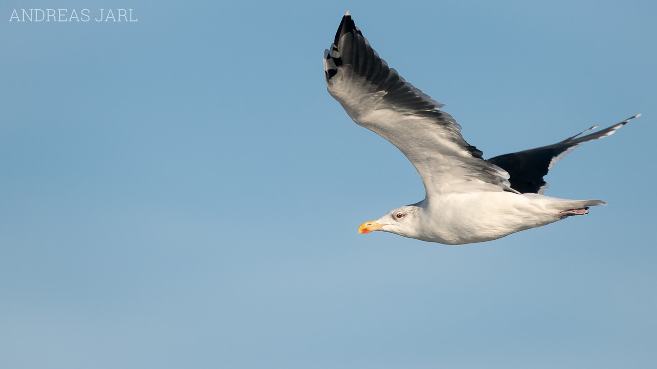 larus_marinus_1930