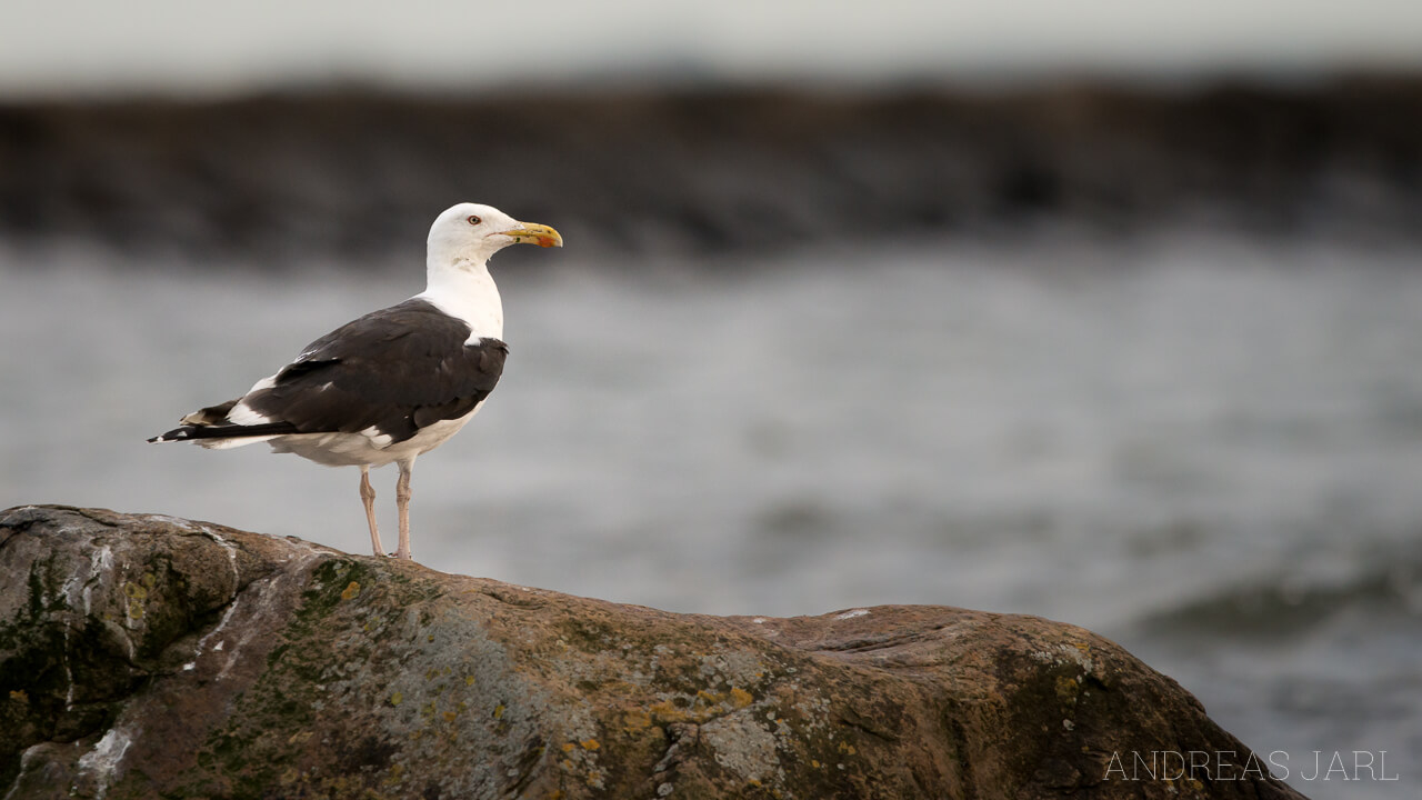 larus_marinus_2400