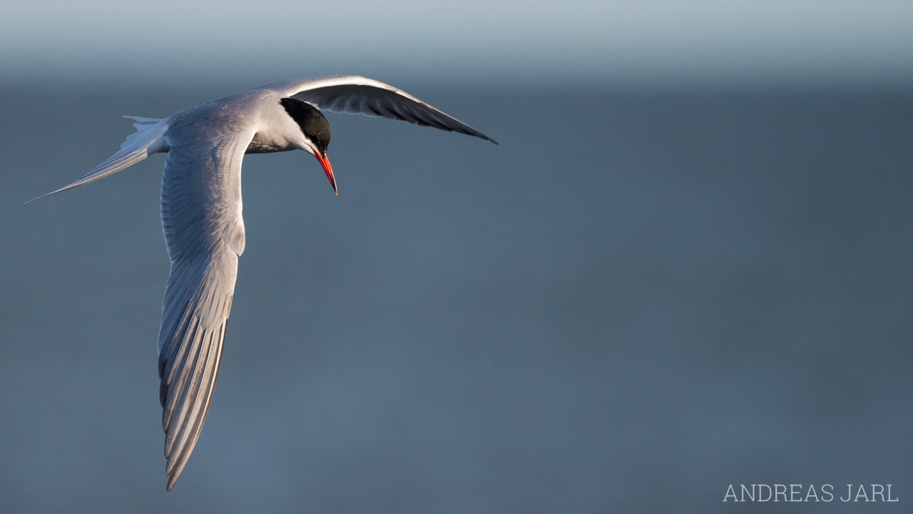 sterna_hirundo_1200