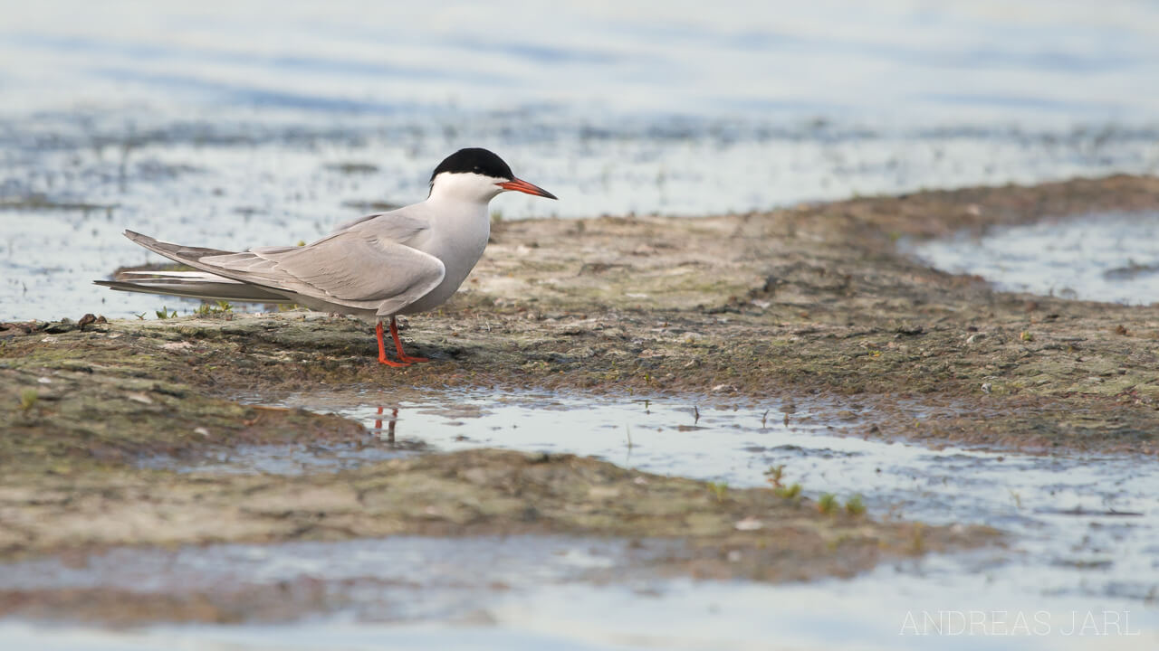 sterna_hirundo_2082