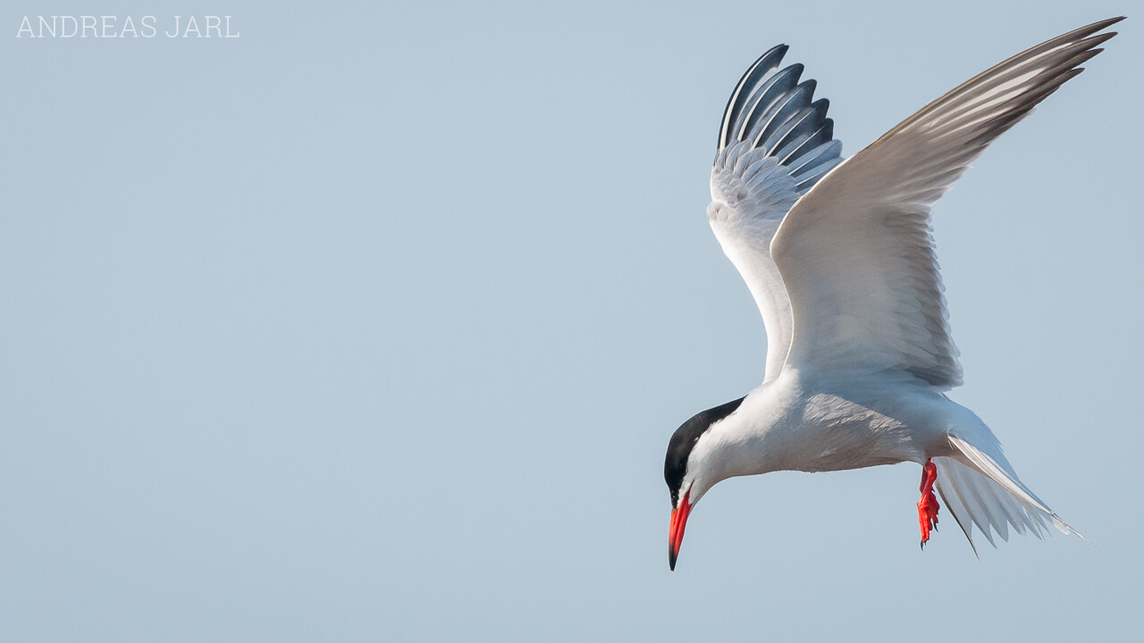 sterna_hirundo_447