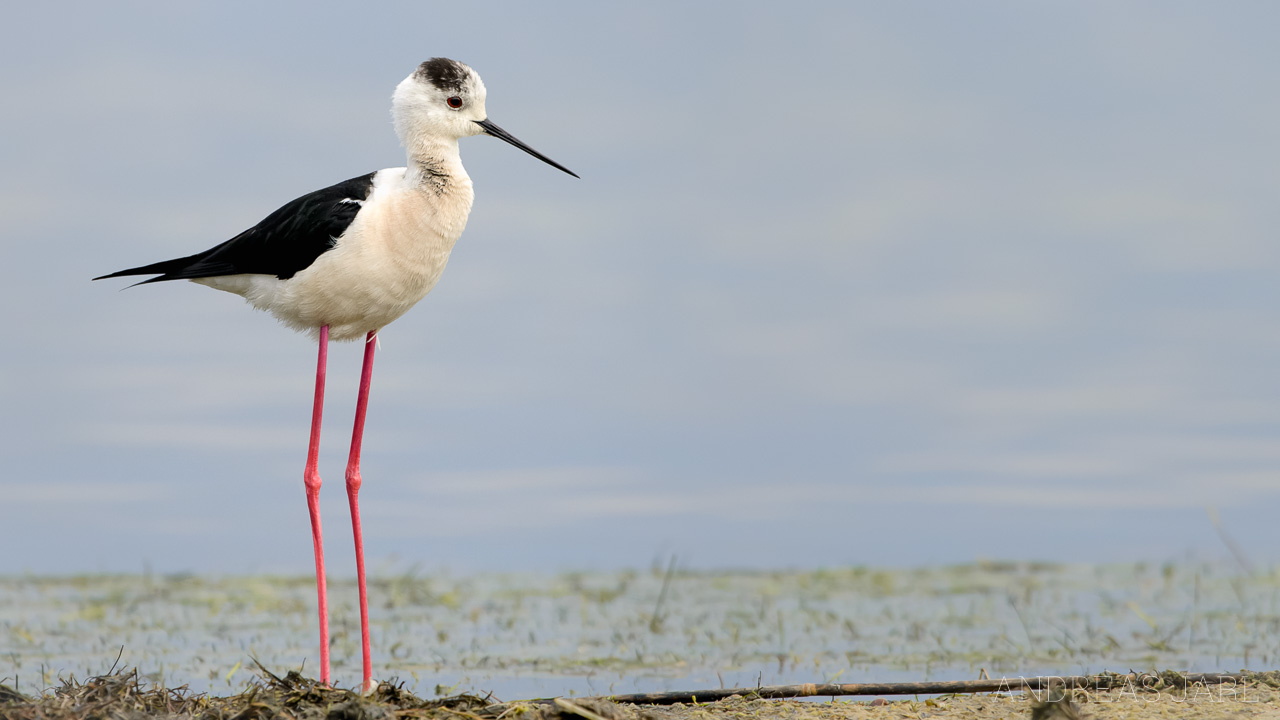 himantopus_himantopus_2124_dxo