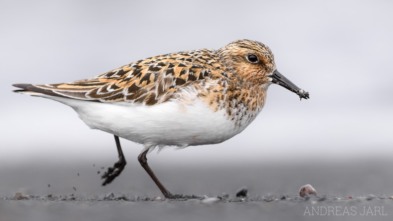 calidris_alba_2997_dxoxd