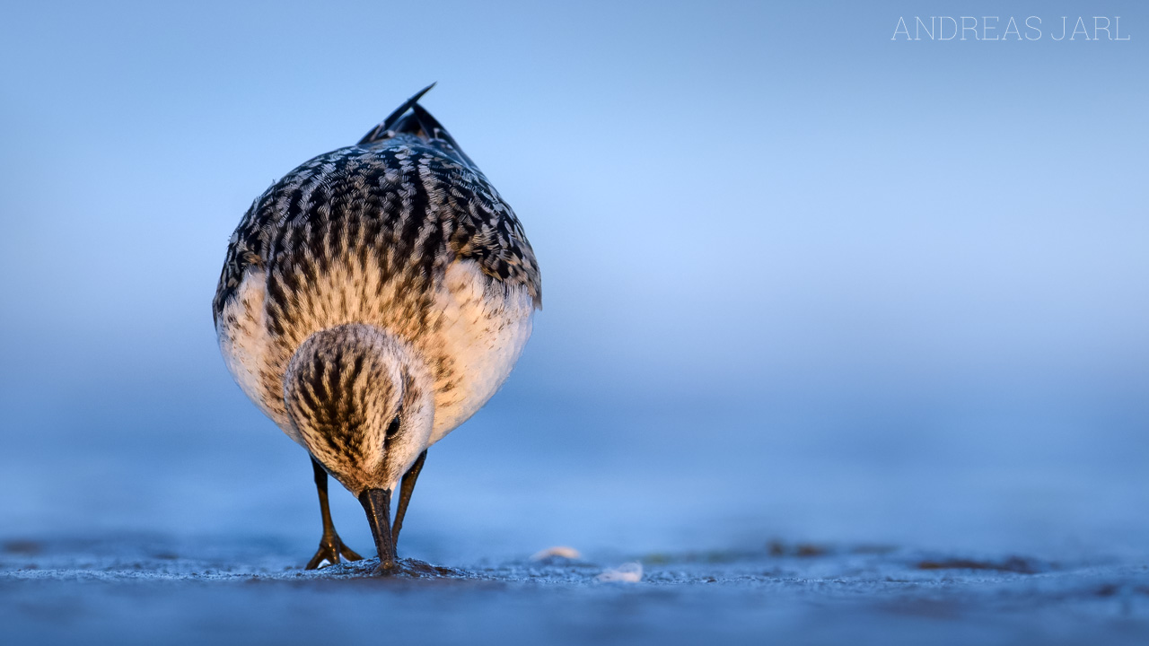 calidris_alba_4568_dxo