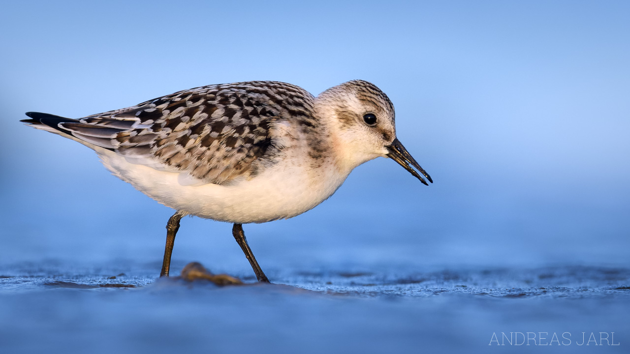 calidris_alba_4570_dxo