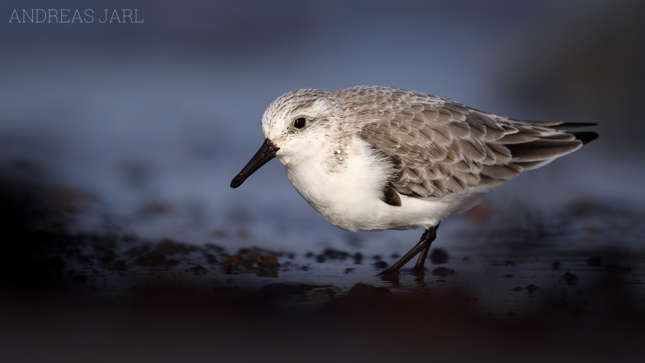 calidris_alba_4596_dxo