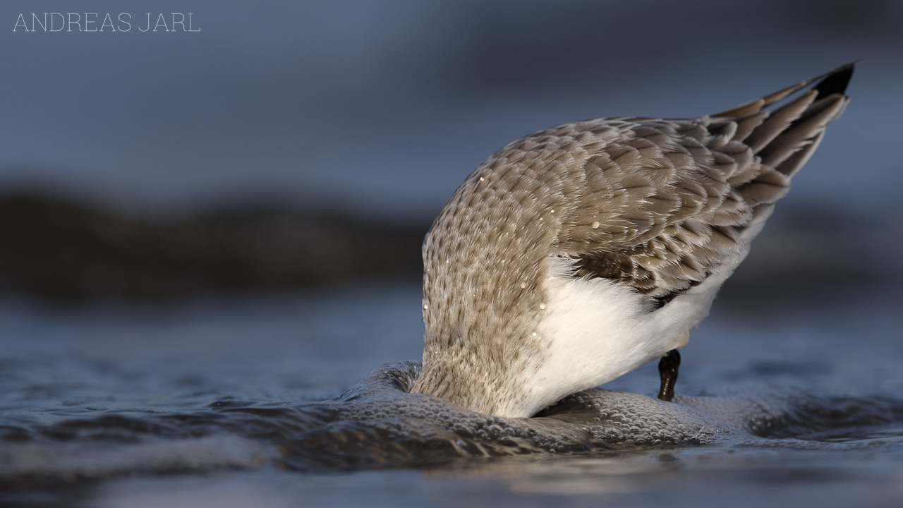 calidris_alba_4597_dxo