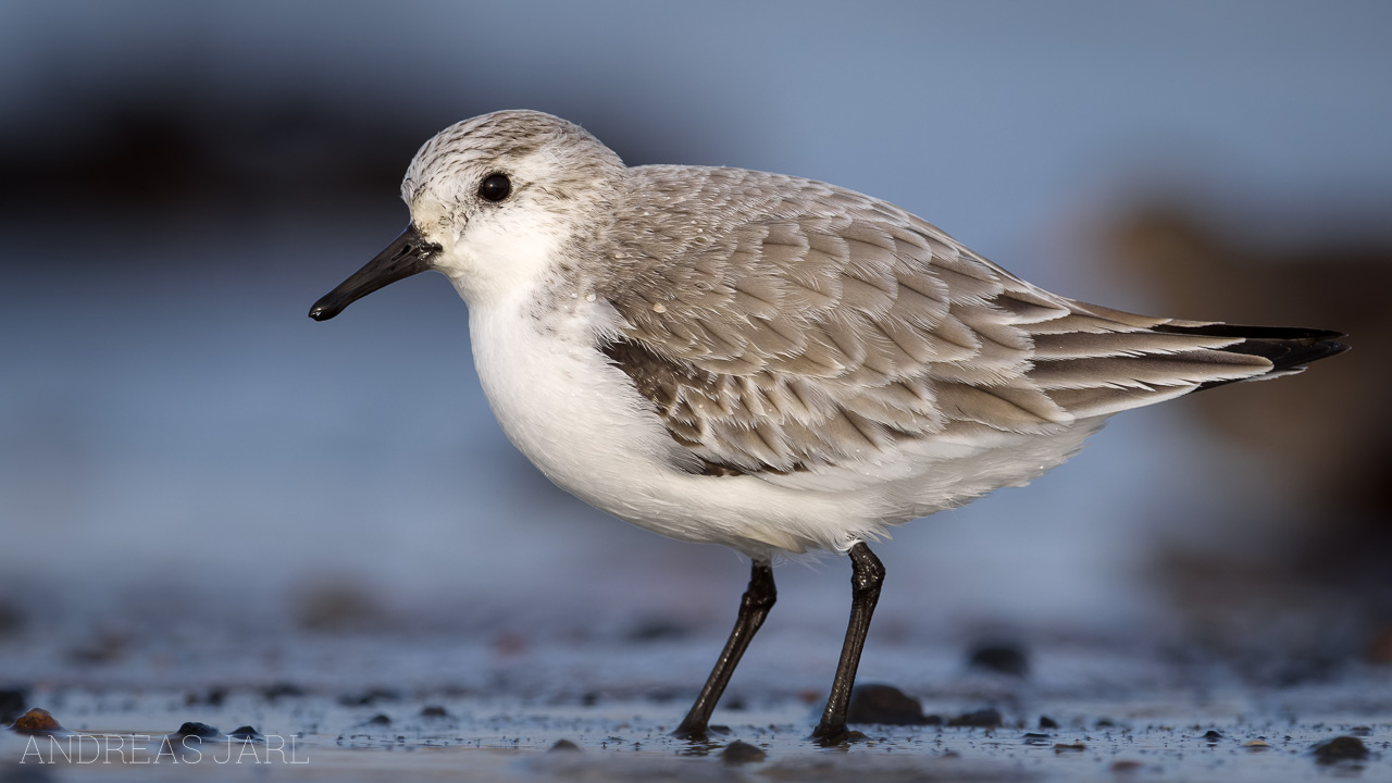 calidris_alba_4598_dxo