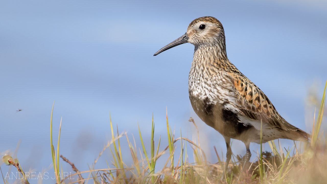 calidris_alpina_1266_dxoxd