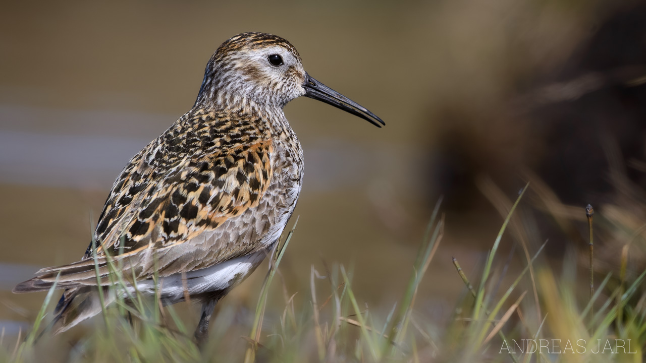 calidris_alpina_1268_dxoxd