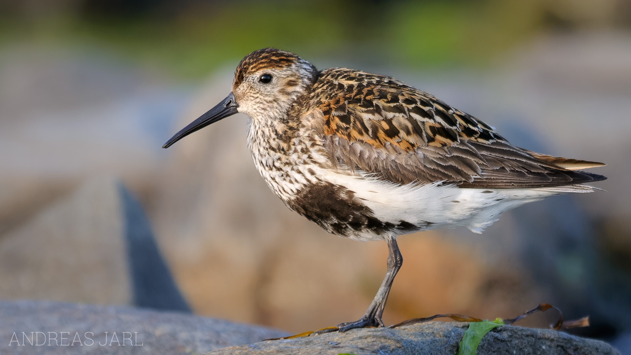 calidris_alpina_216_dxoxd