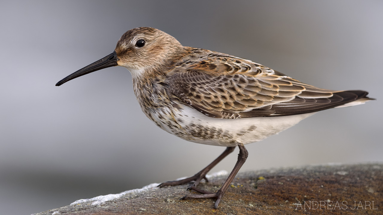 calidris_alpina_4184_dxoxd