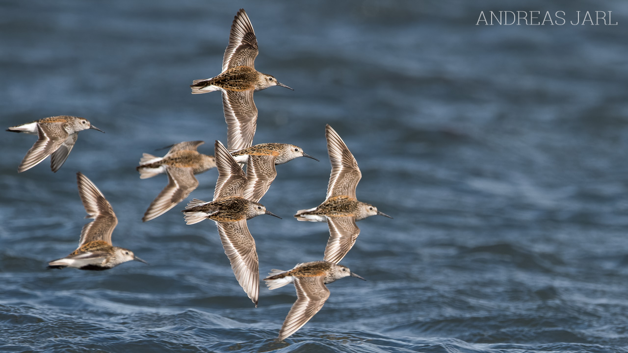 calidris_alpina_4957_dxoxd