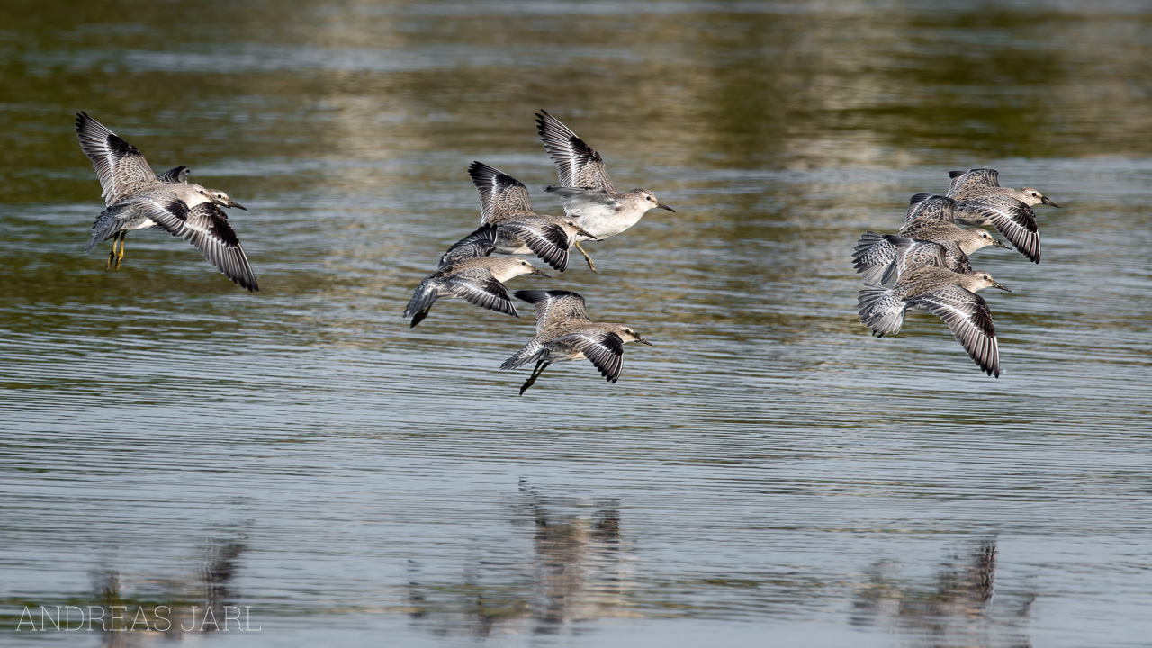 calidris_canutus_3124_dxoxd