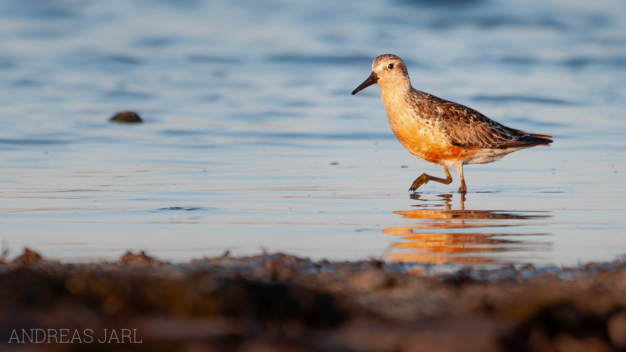 calidris_canutus_40_dxoxd