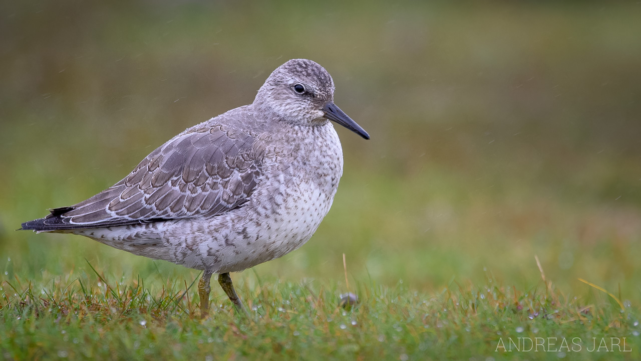 calidris_canutus_4455_dxoxd