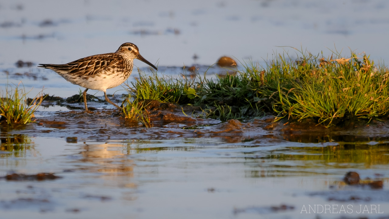 calidris_falcinellus_28_dxoxd