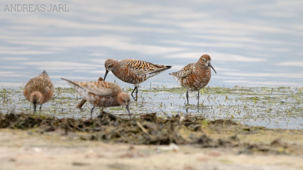 calidris_ferruginea_2122_dxoxd