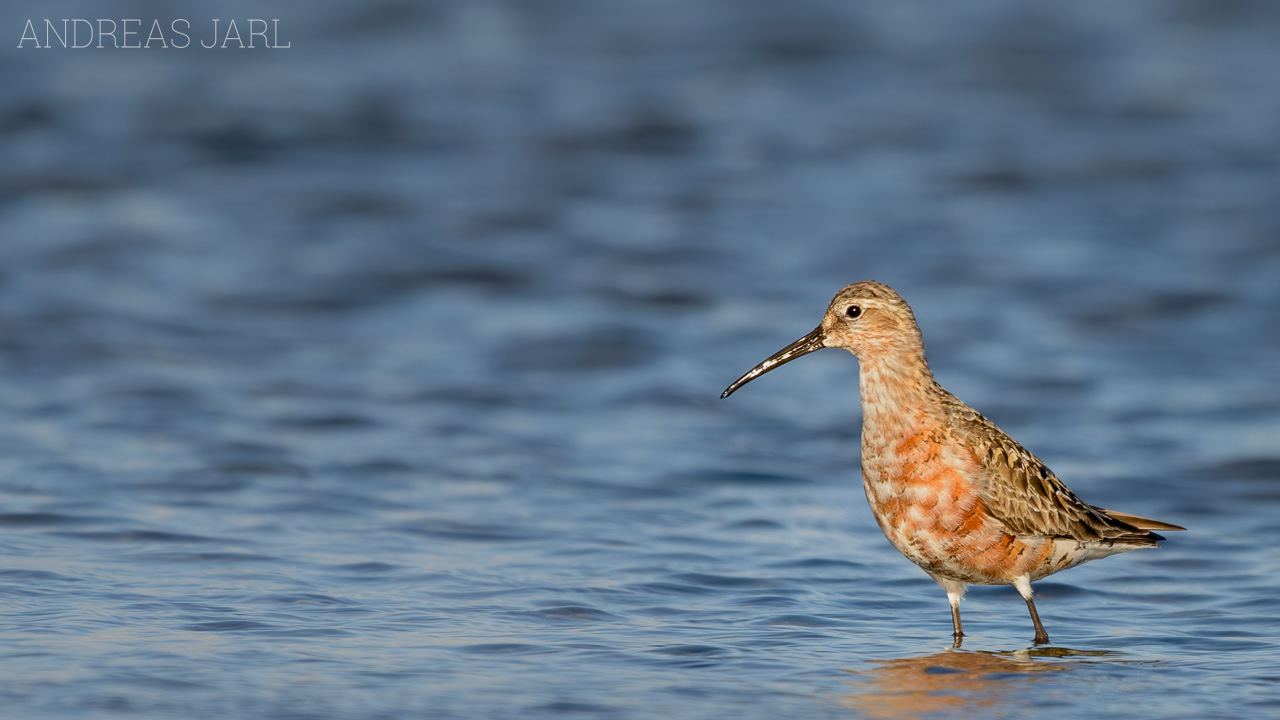 calidris_ferruginea_2411_dxoxd