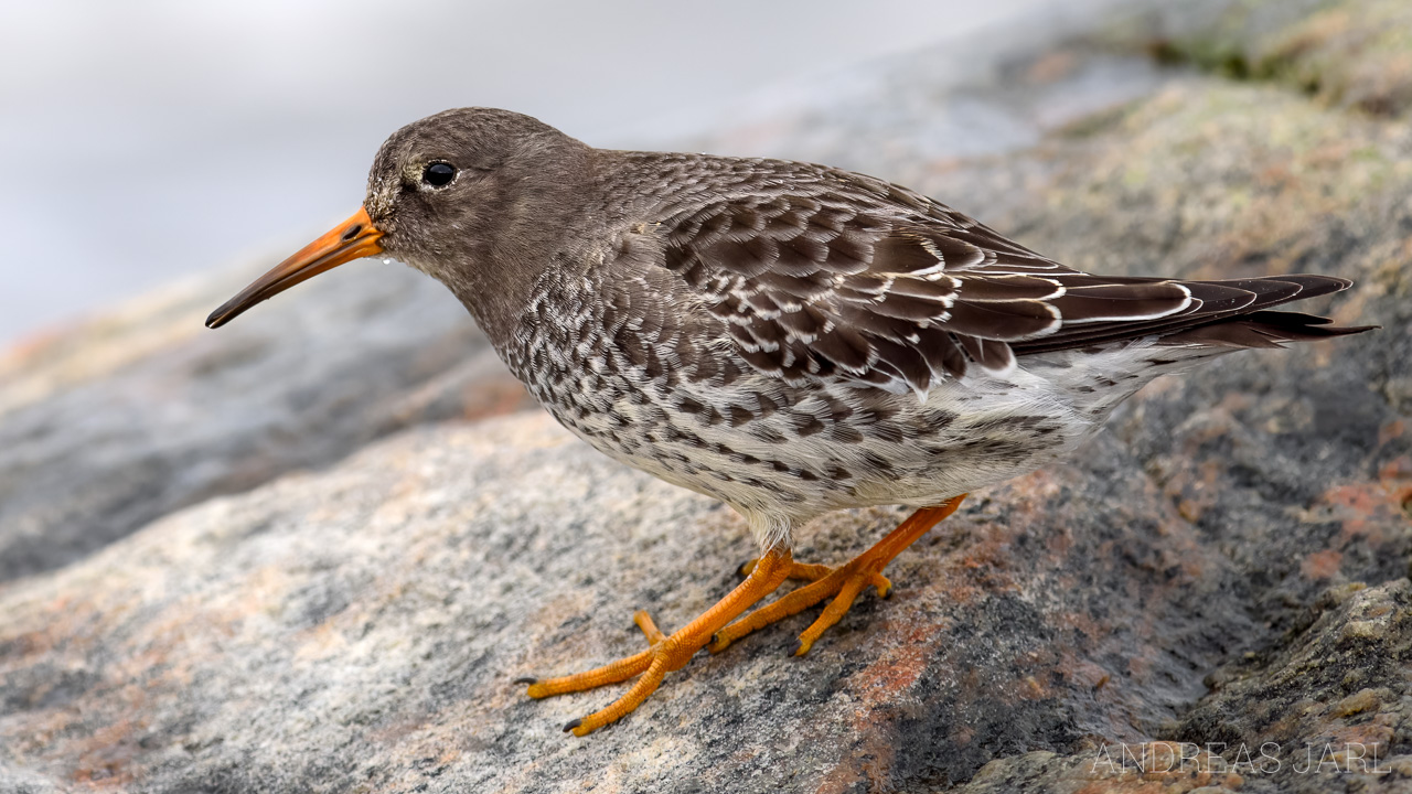 calidris_maritima_3165_dxoxd