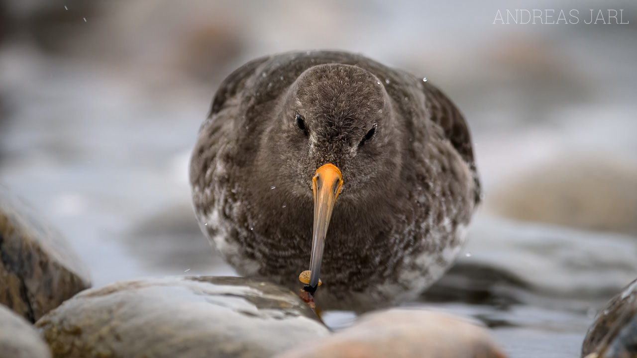 calidris_maritima_3166_dxoxd