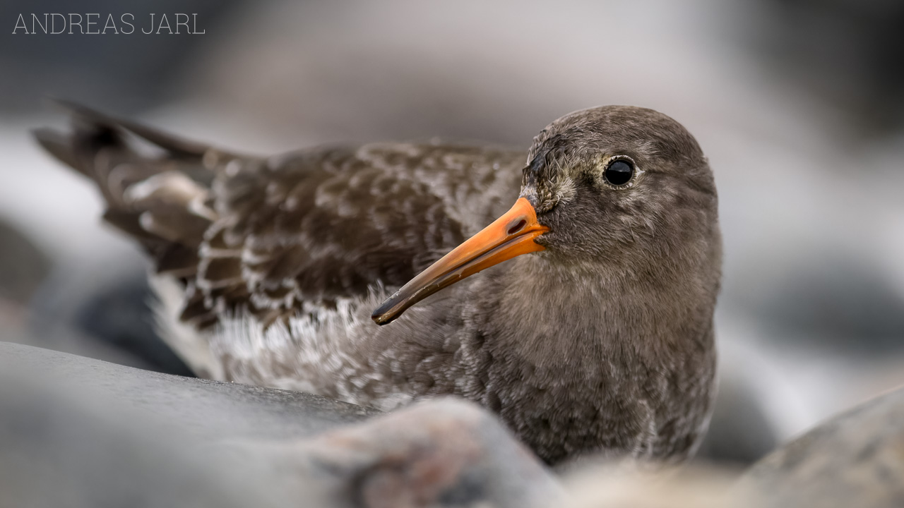 calidris_maritima_3170_dxoxd