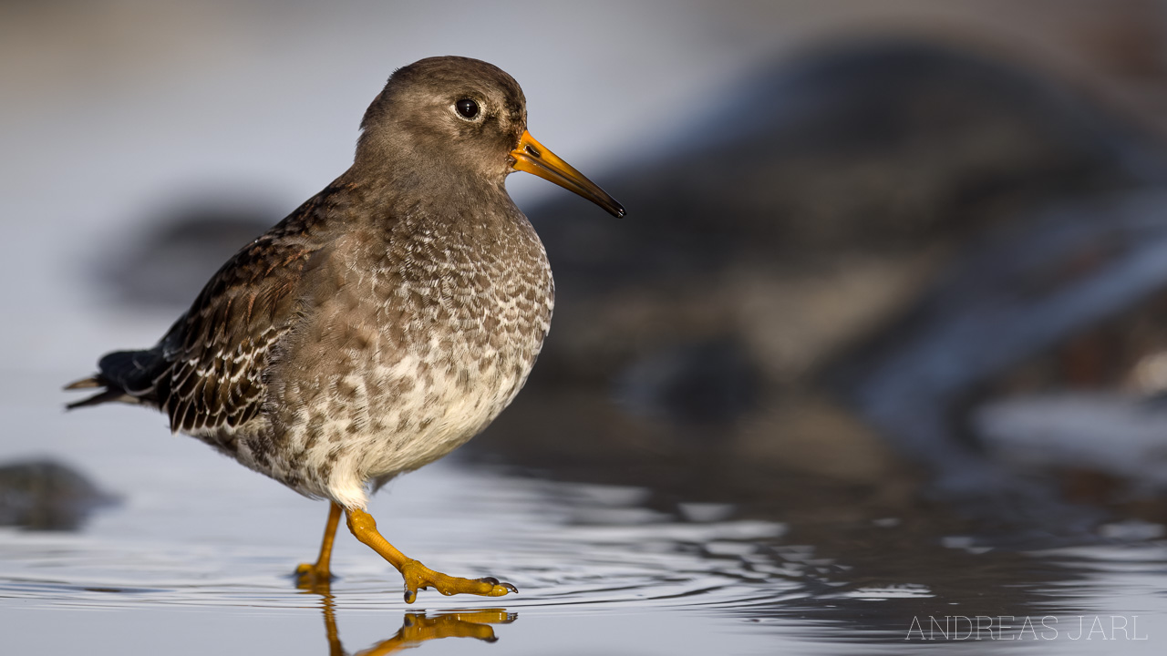 calidris_maritima_4594_dxo