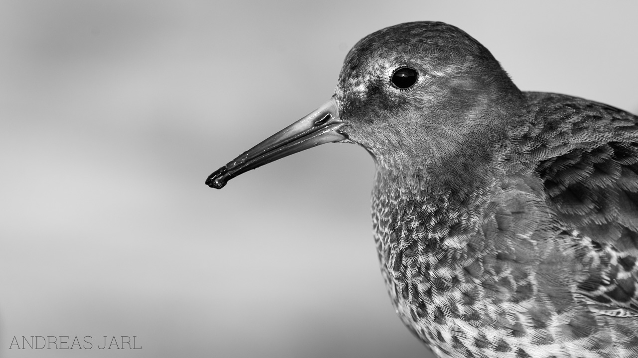 calidris_maritima_4595_dxo