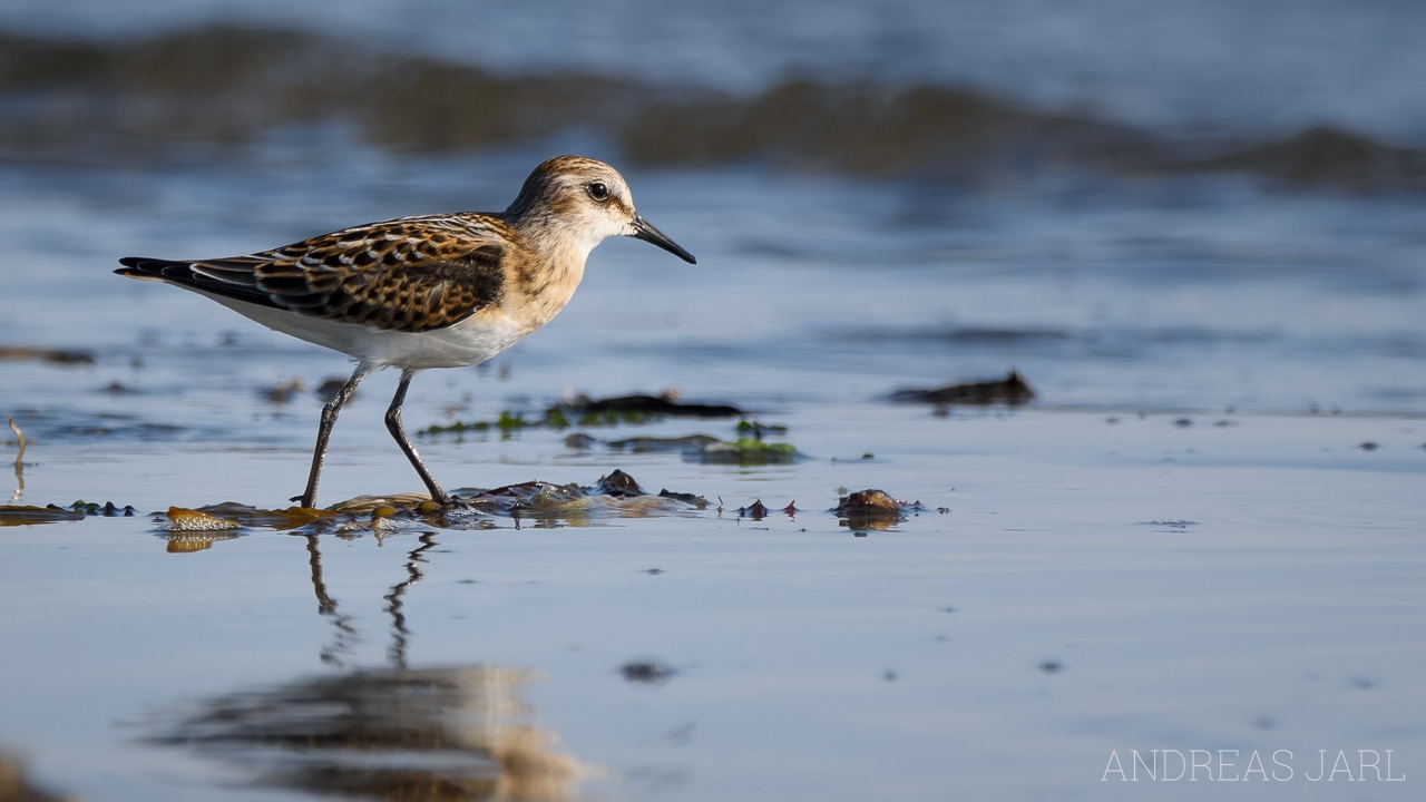 calidris_minuta_4399_dxoxd