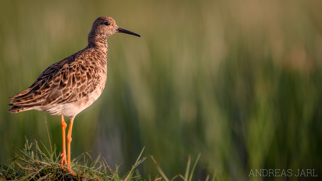 calidris_pugnax_3315_dxoxd