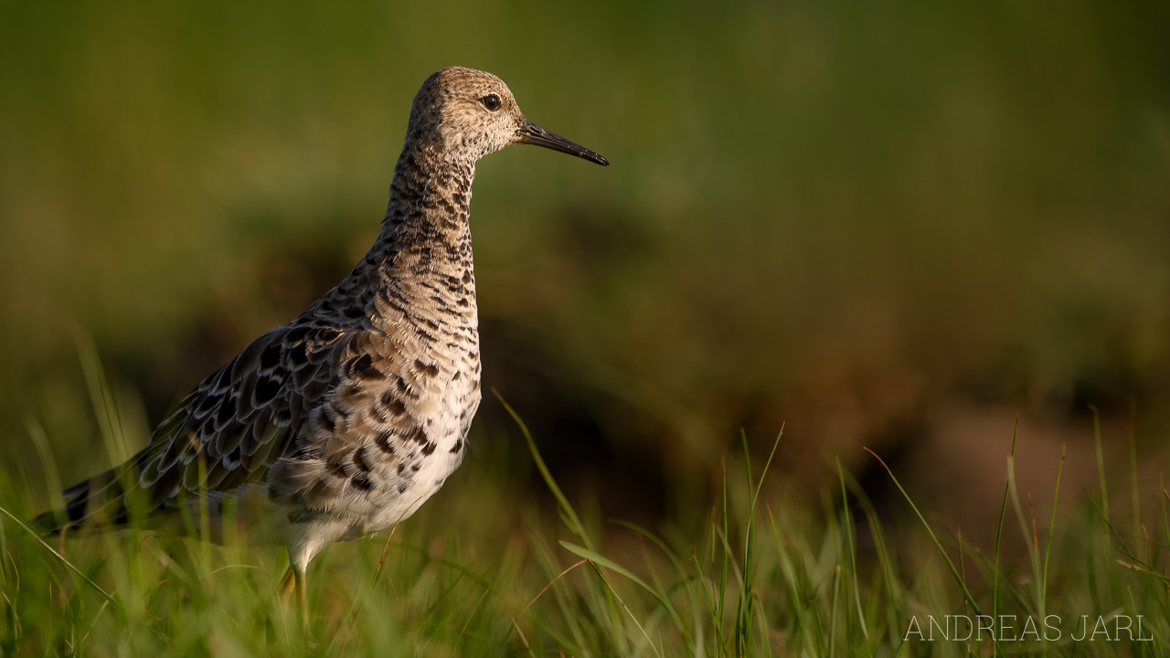 calidris_pugnax_3316_dxoxd